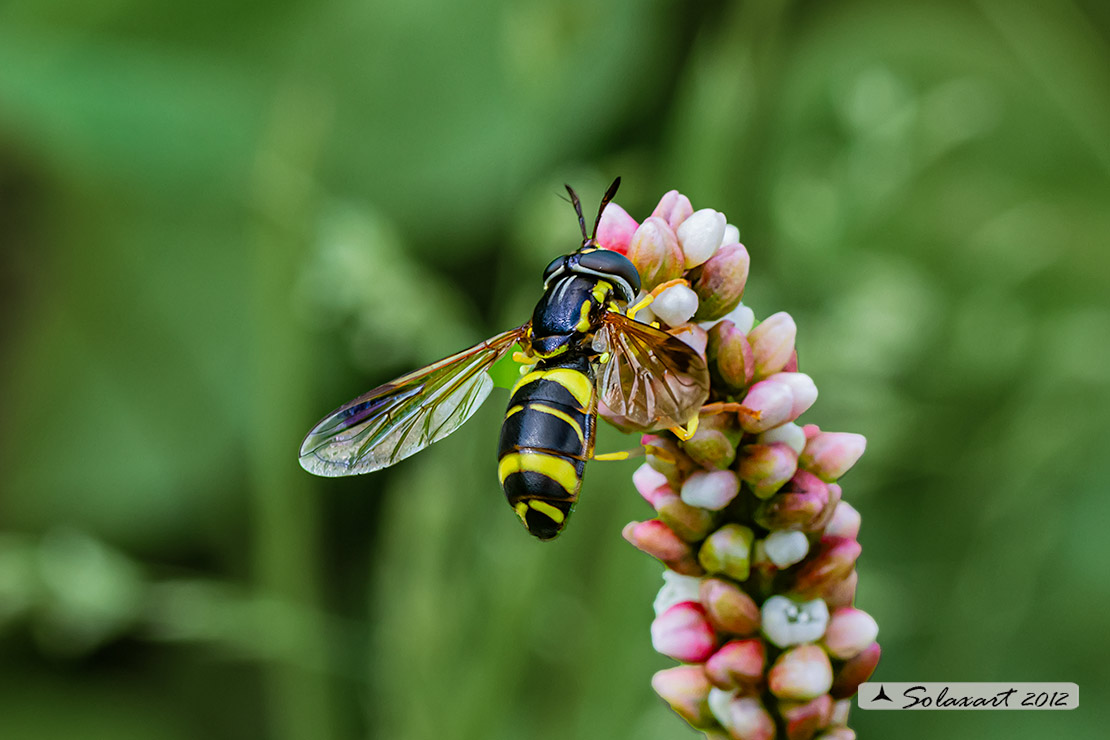 Chrysotoxum bicinctum