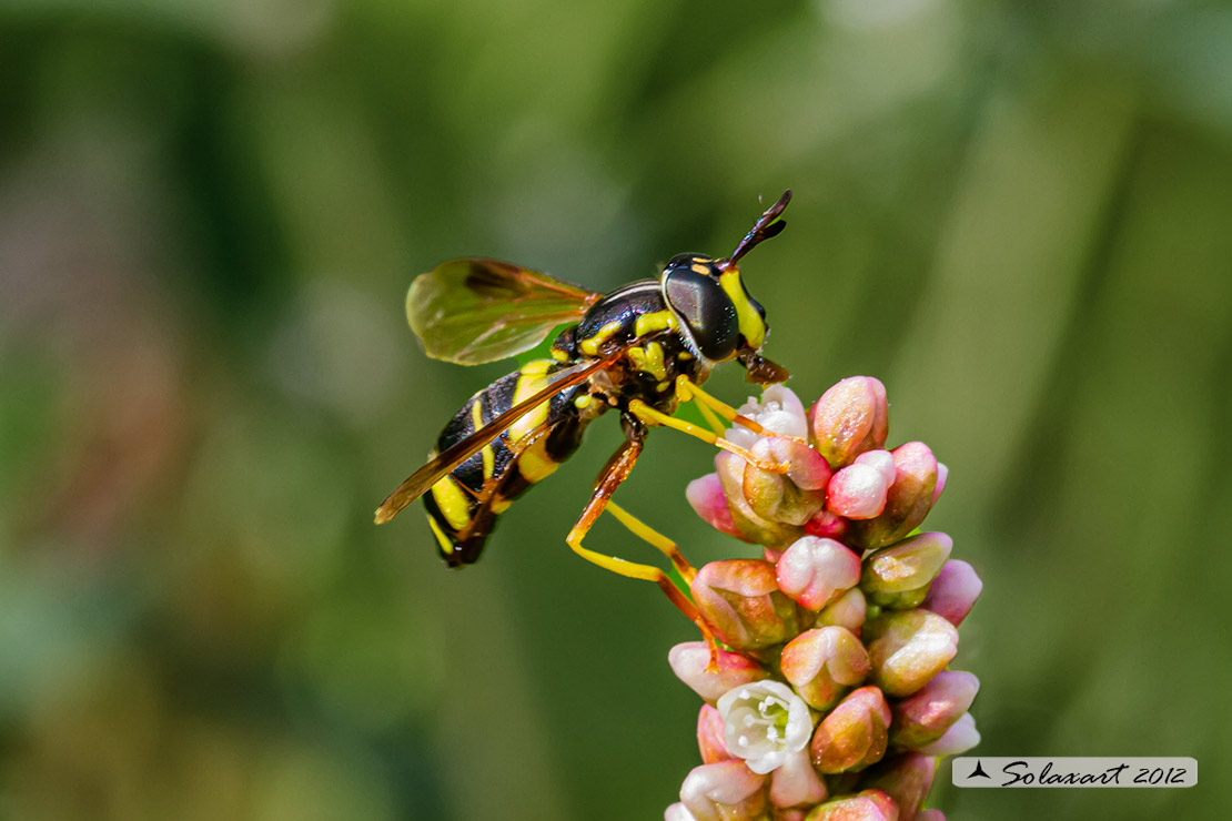 Chrysotoxum bicinctum