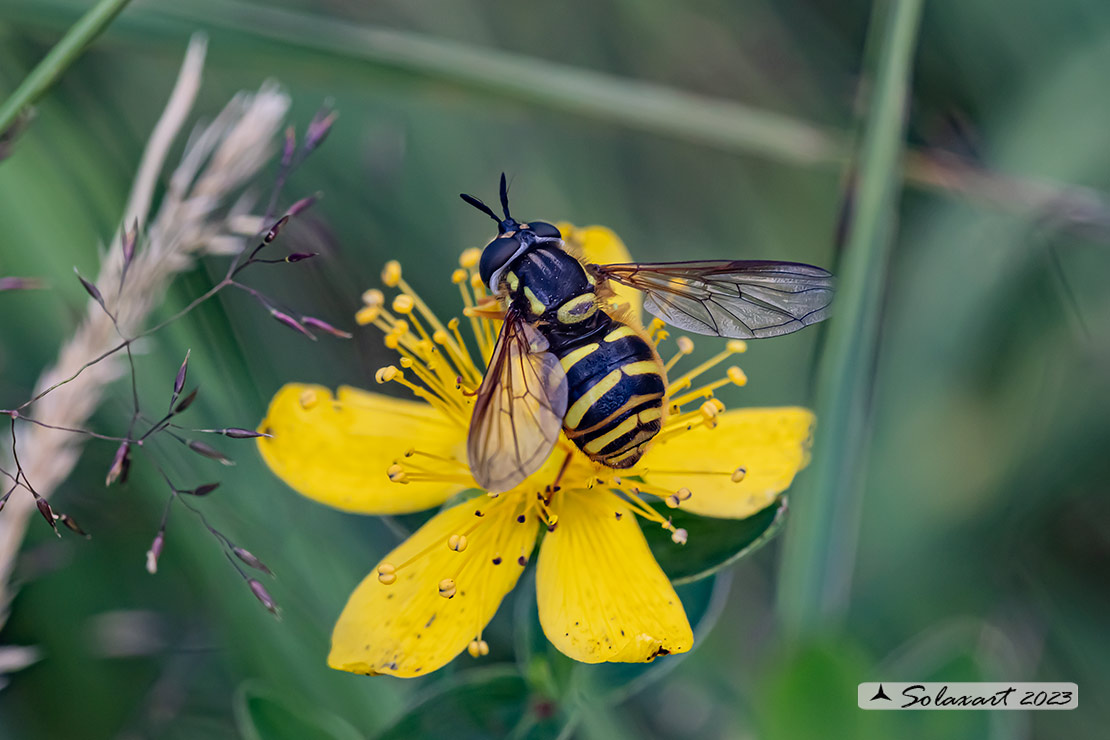 Chrysotoxum cautum  (maschio)