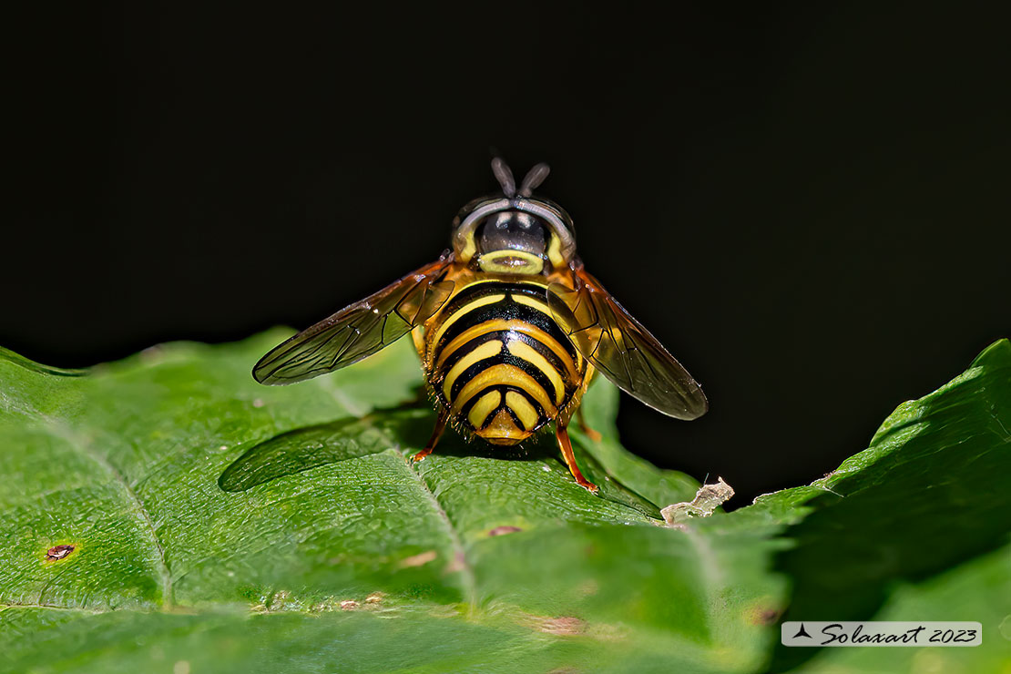 Chrysotoxum cautum  (maschio)