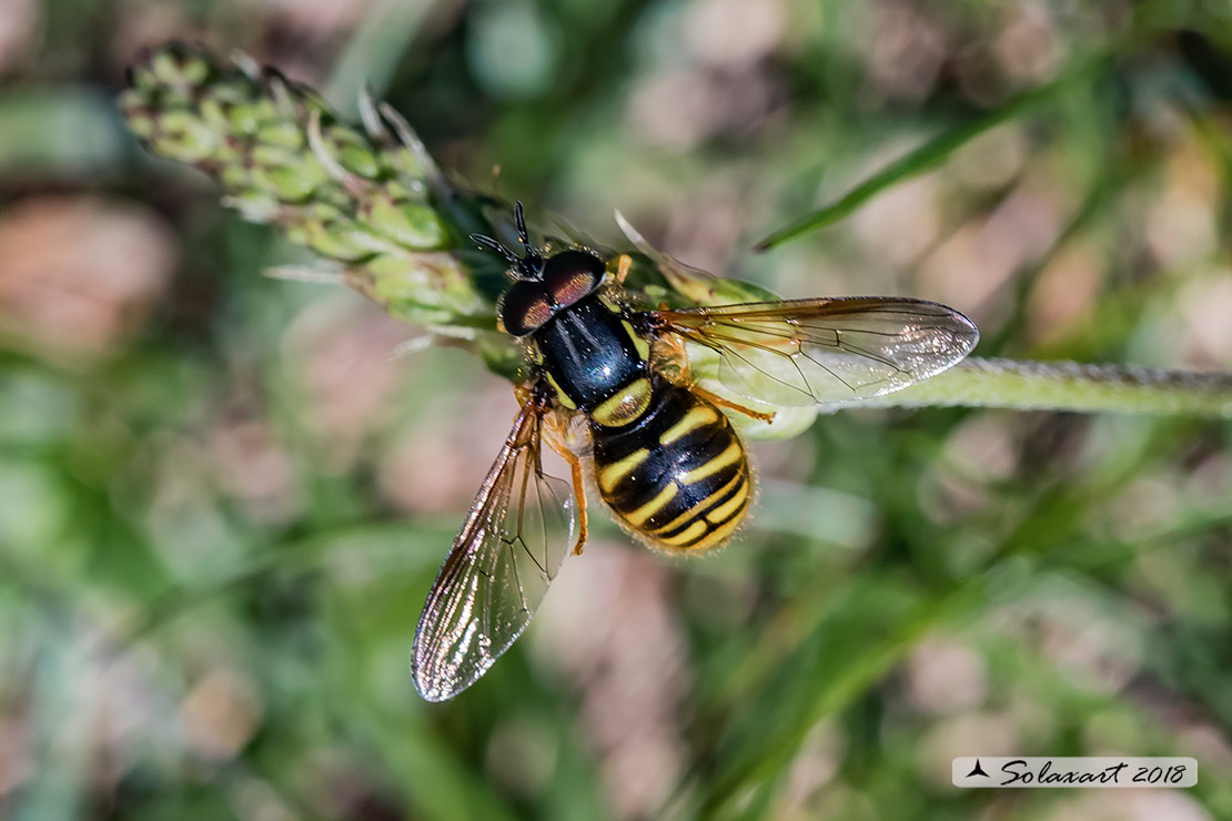Chrysotoxum cautum (maschio)