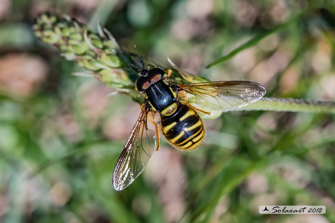 Chrysotoxum cautum  (maschio)