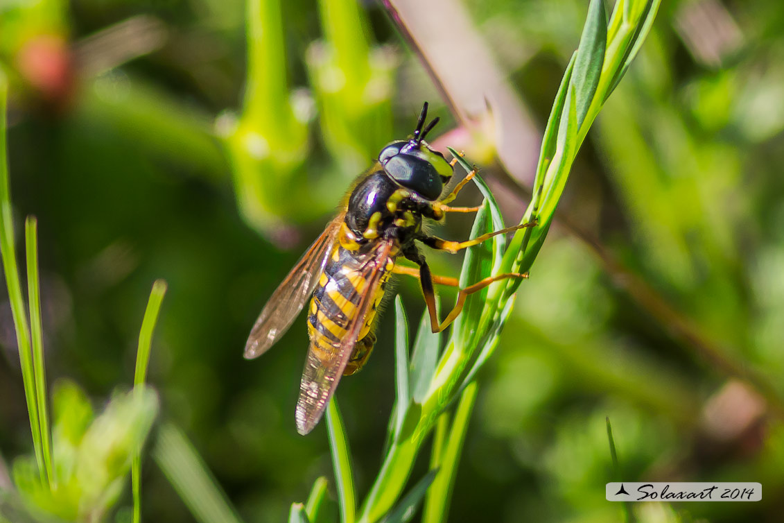 Chrysotoxum cautum  (maschio)