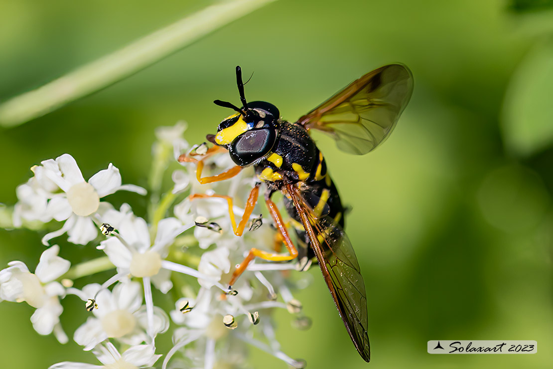 Chrysotoxum festivum (femmina)