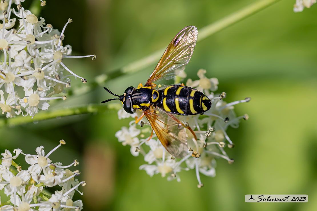 Chrysotoxum festivum (femmina)