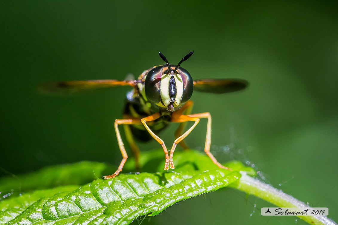 Chrysotoxum festivum (maschio)