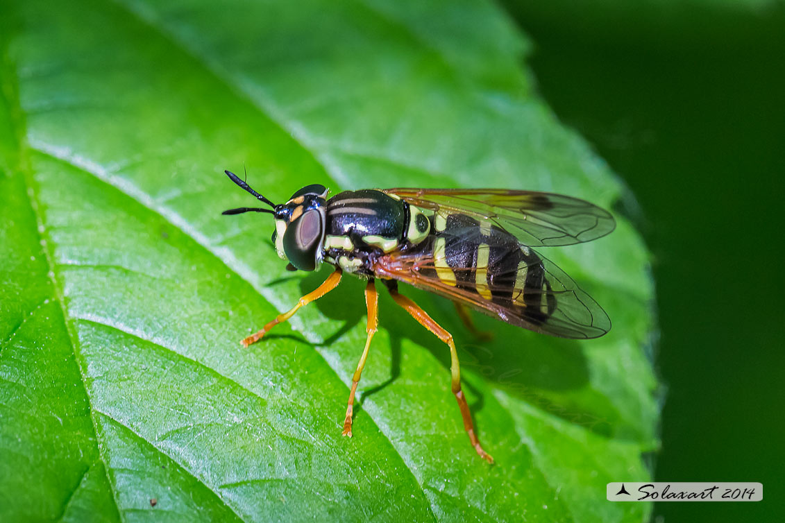 Chrysotoxum festivum (maschio)