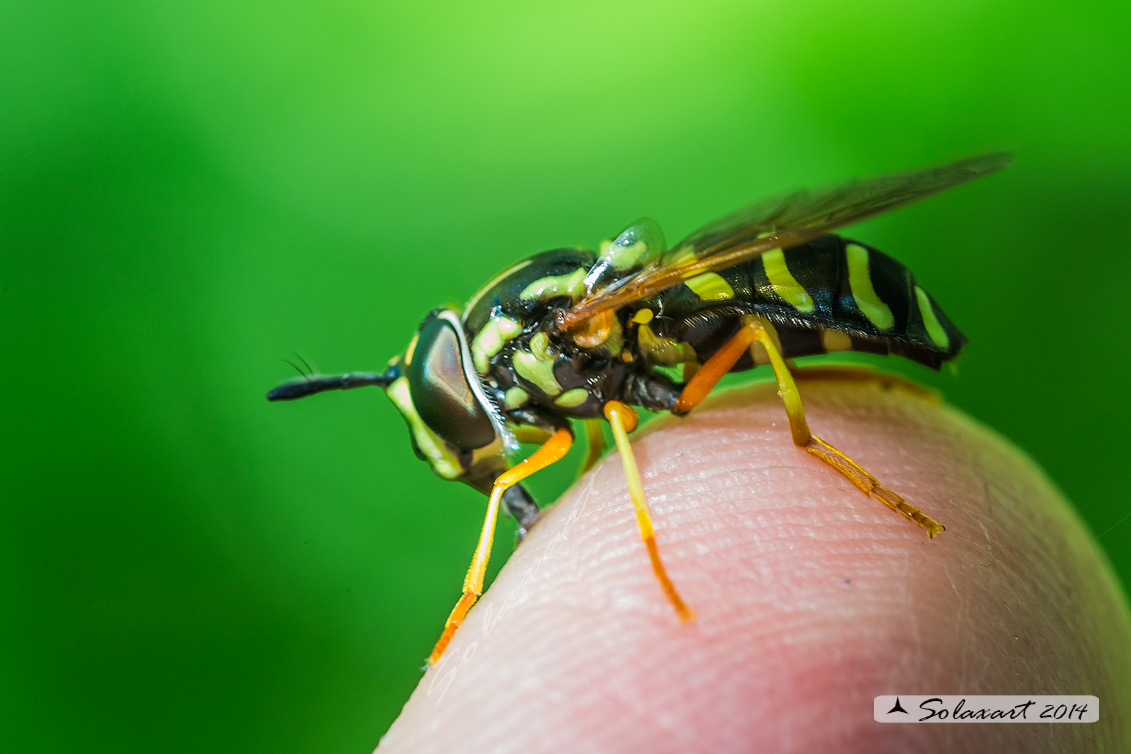 Chrysotoxum festivum (maschio)