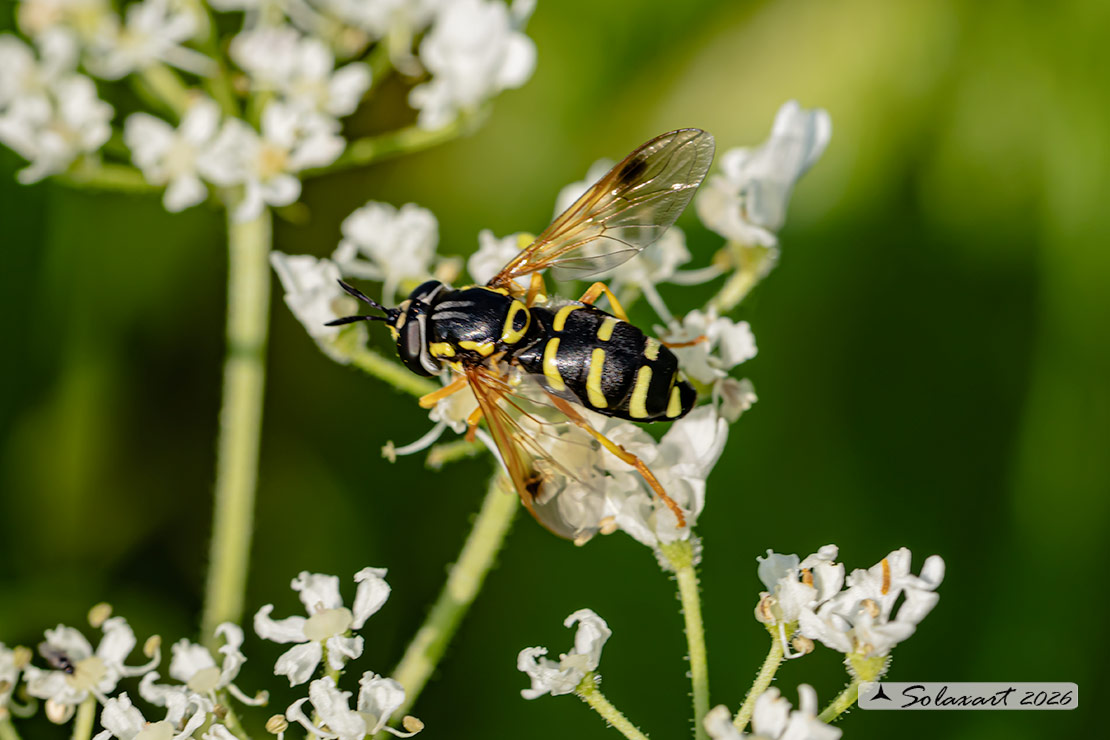 Chrysotoxum festivum (femmina)