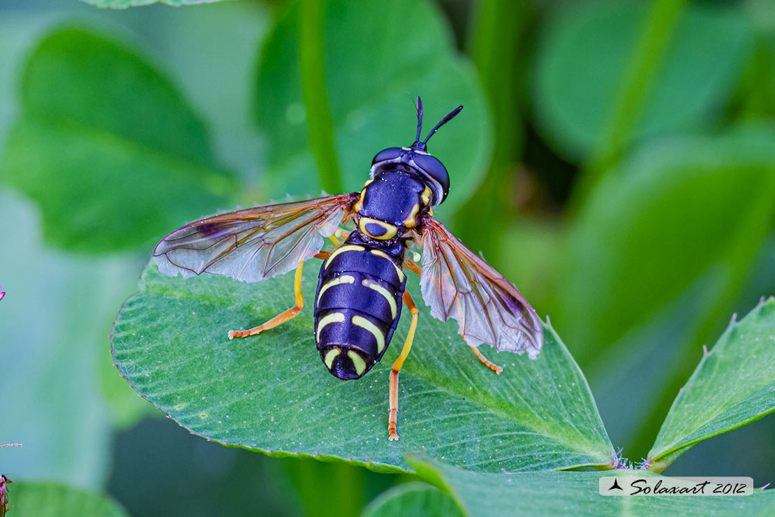 Chrysotoxum festivum (maschio)