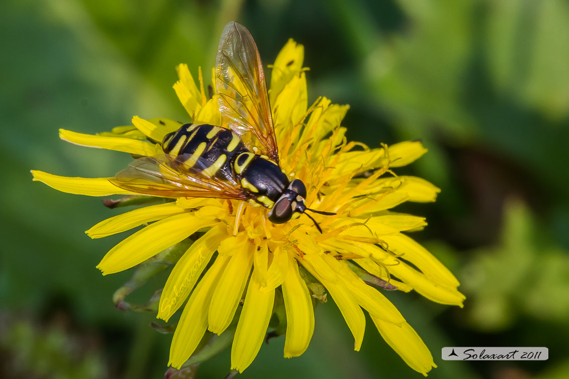Famiglia: Syrphidae Genere: Chrysotoxum Specie:Chrysotoxum intermedium
