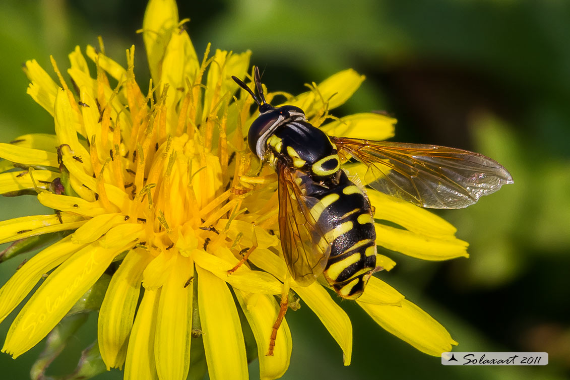 Famiglia: Syrphidae Genere: Chrysotoxum Specie:Chrysotoxum intermedium
