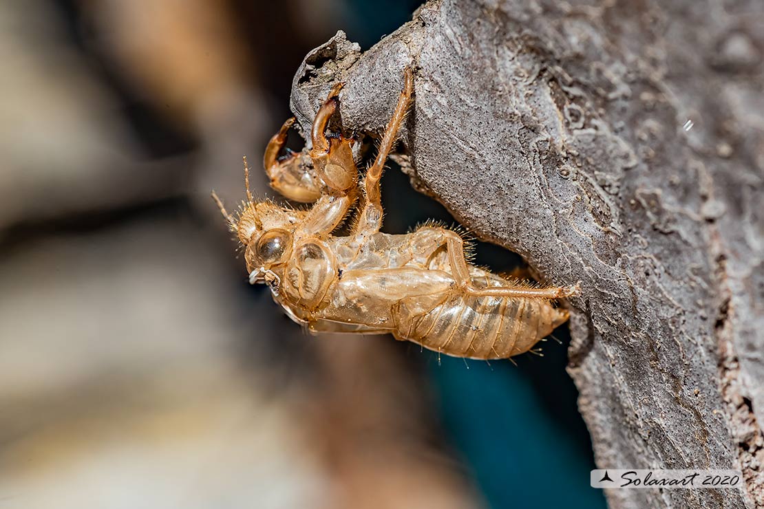 Cicada orni : Cicala del frassino ; Cicada