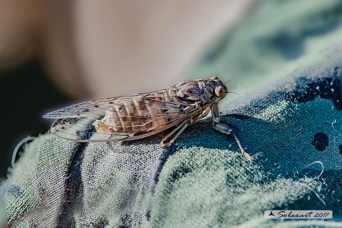 Cicada orni : Cicala del frassino ; Cicada