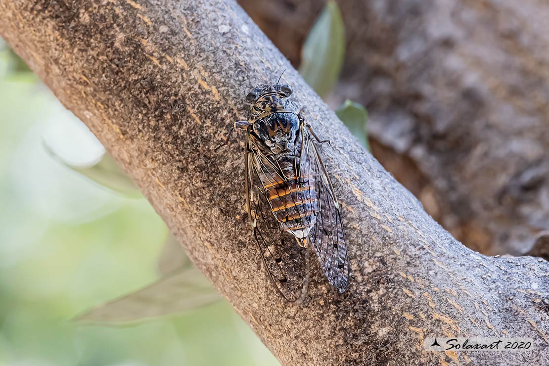 Cicada orni :   Cicala del frassino  ;  Cicada 