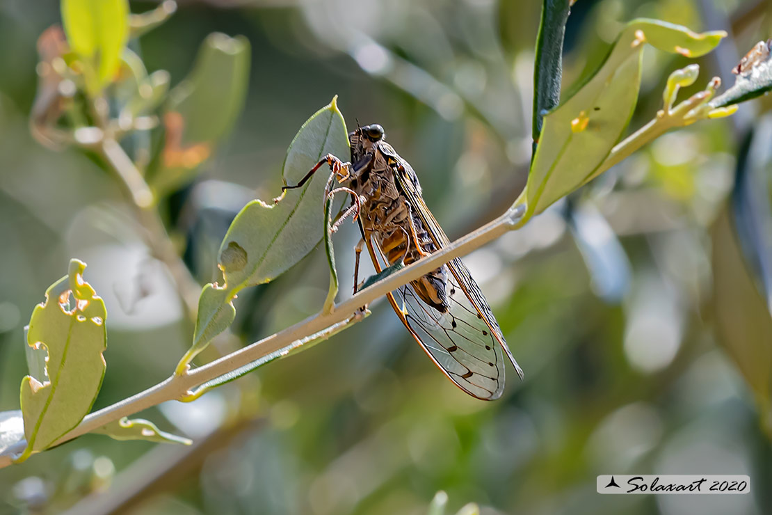 Cicada orni : Cicala del frassino ; Cicada