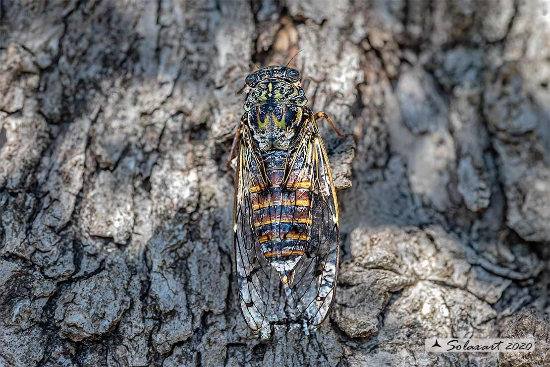 Cicada orni :   Cicala del frassino  ;  Cicada 
