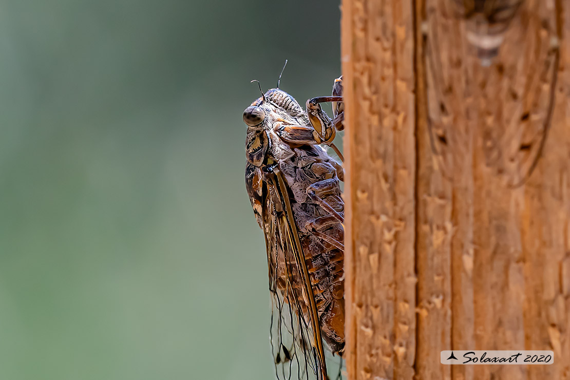 Cicada orni : Cicala del frassino ; Cicada