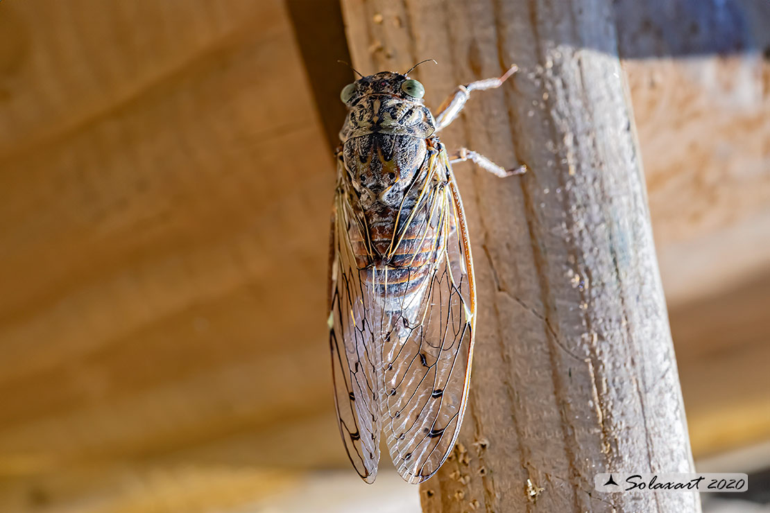 Cicada orni : Cicala del frassino ; Cicada