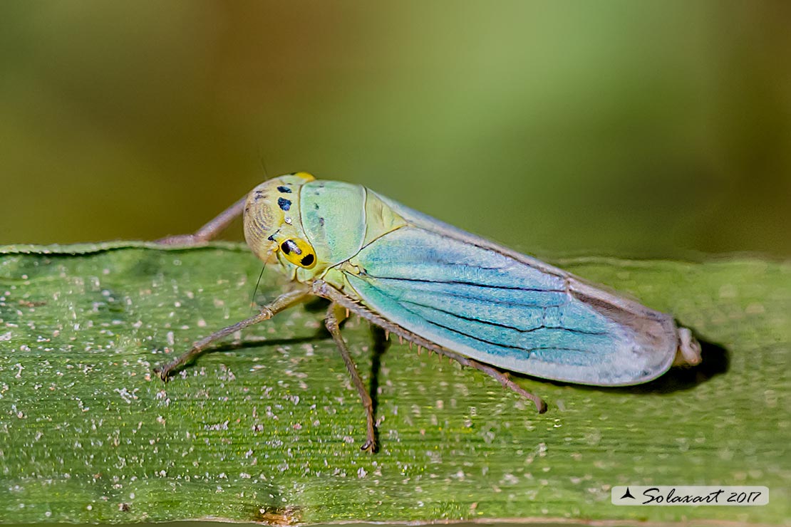 Cicadella viridis :   Cicalina verde  ;  Green Leafhoppers 