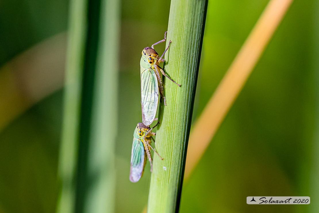 Cicadella viridis :   Cicalina verde  ;  Green Leafhoppers 