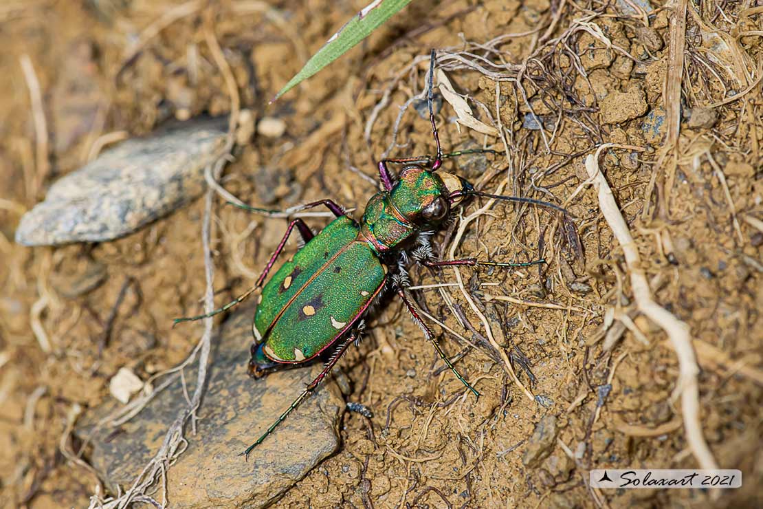 Cicindela campestris