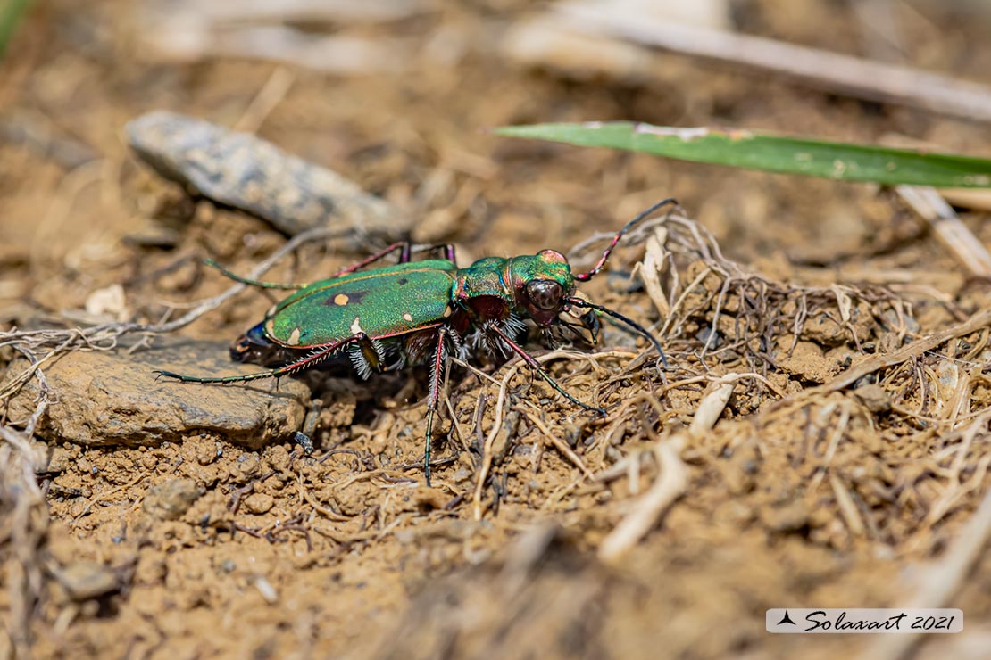 Cicindela campestris