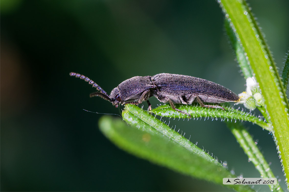 Cidnopus pilosus