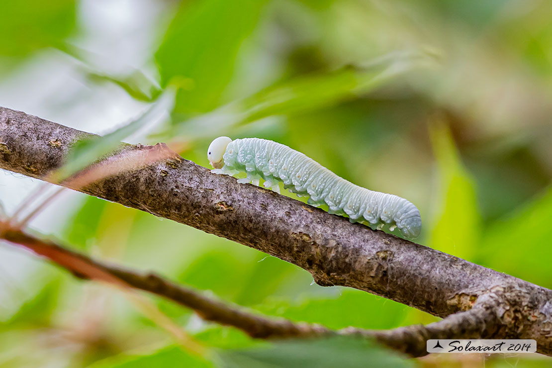 Cimbex femoratus (larva) - Birch sawfly (larva)