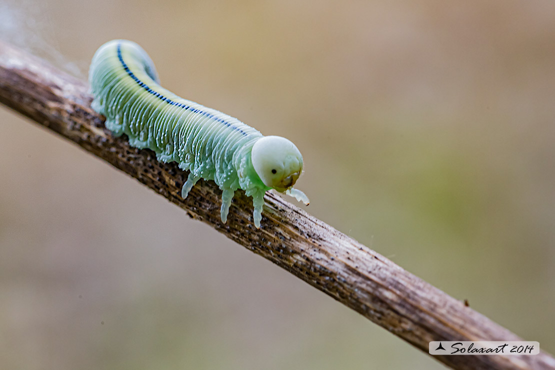Cimbex femoratus (larva) - Birch sawfly (larva)