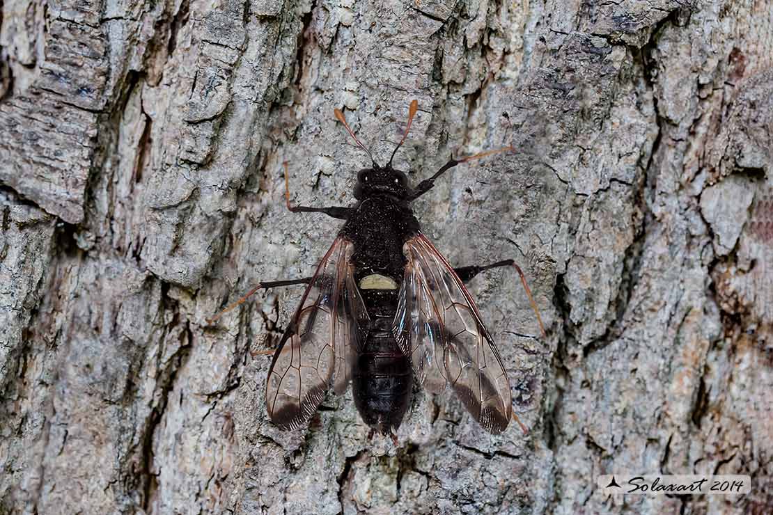 Cimbex femoratus (larva) - Birch sawfly (larva)