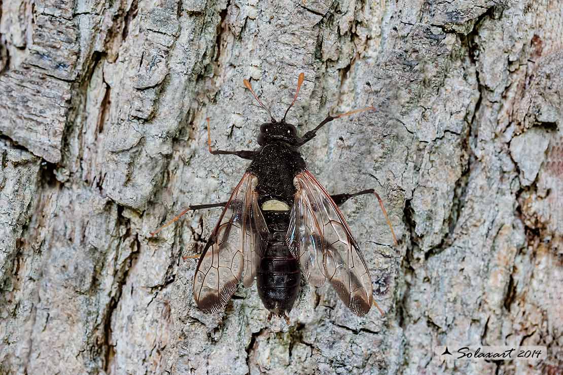 Cimbex femoratus (larva) - Birch sawfly (larva)
