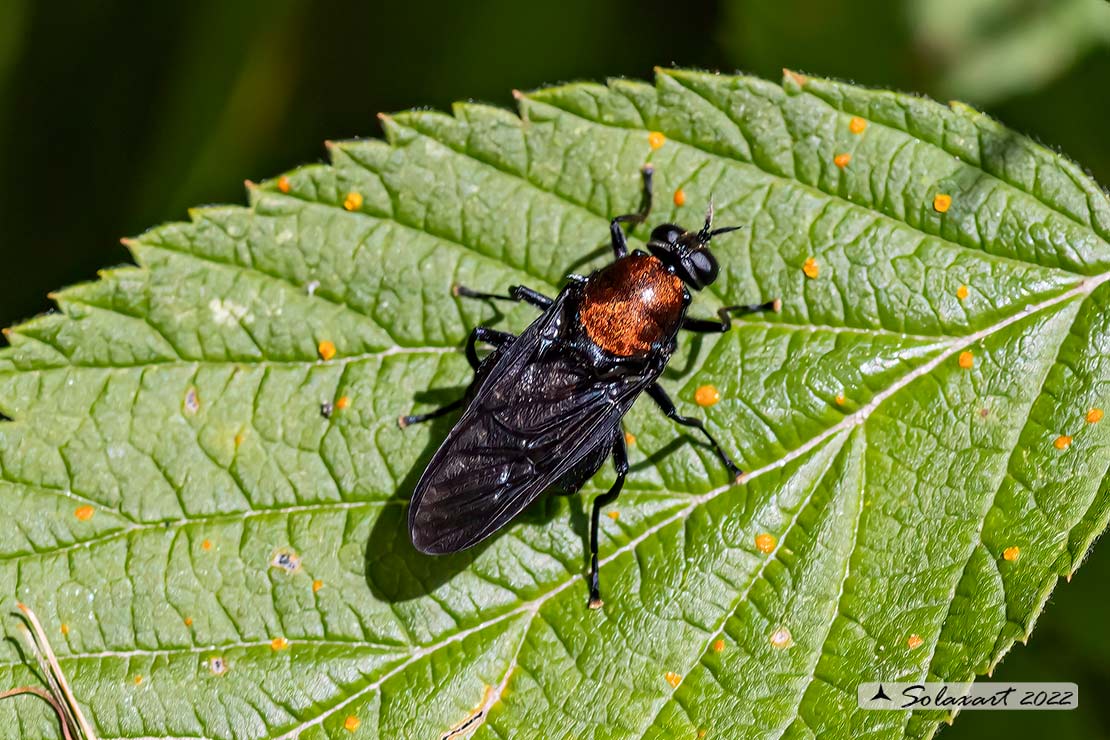 Clitellaria ephippium