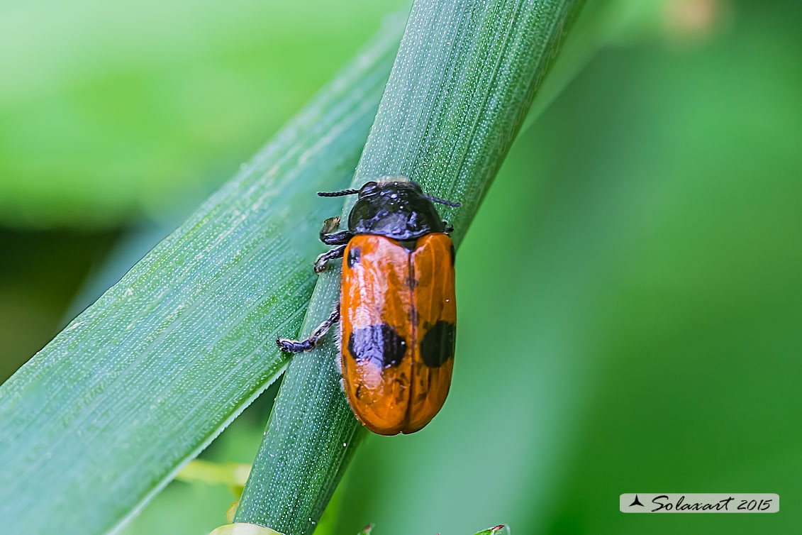 Clytra laeviuscula:  short-horned leaf beetles