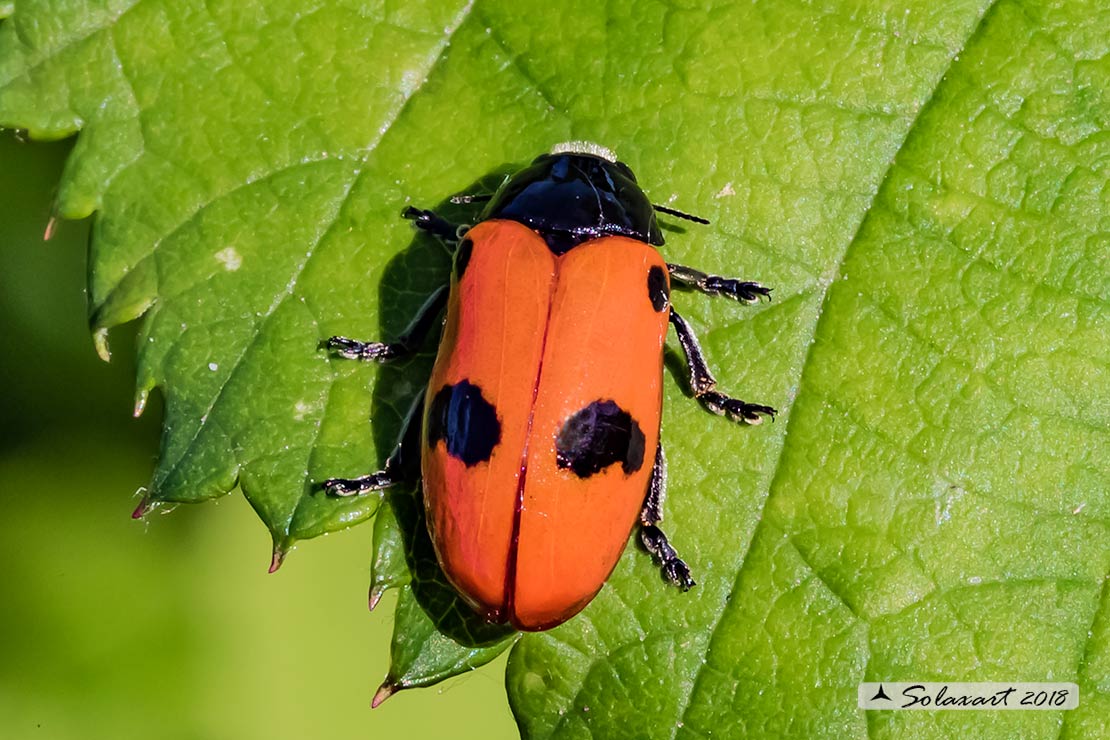 Clytra laeviuscula:  short-horned leaf beetles