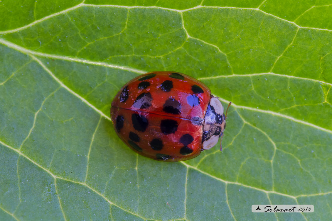 Harmonia axyridis -  Coccinella  - multicolored Asian lady beetle