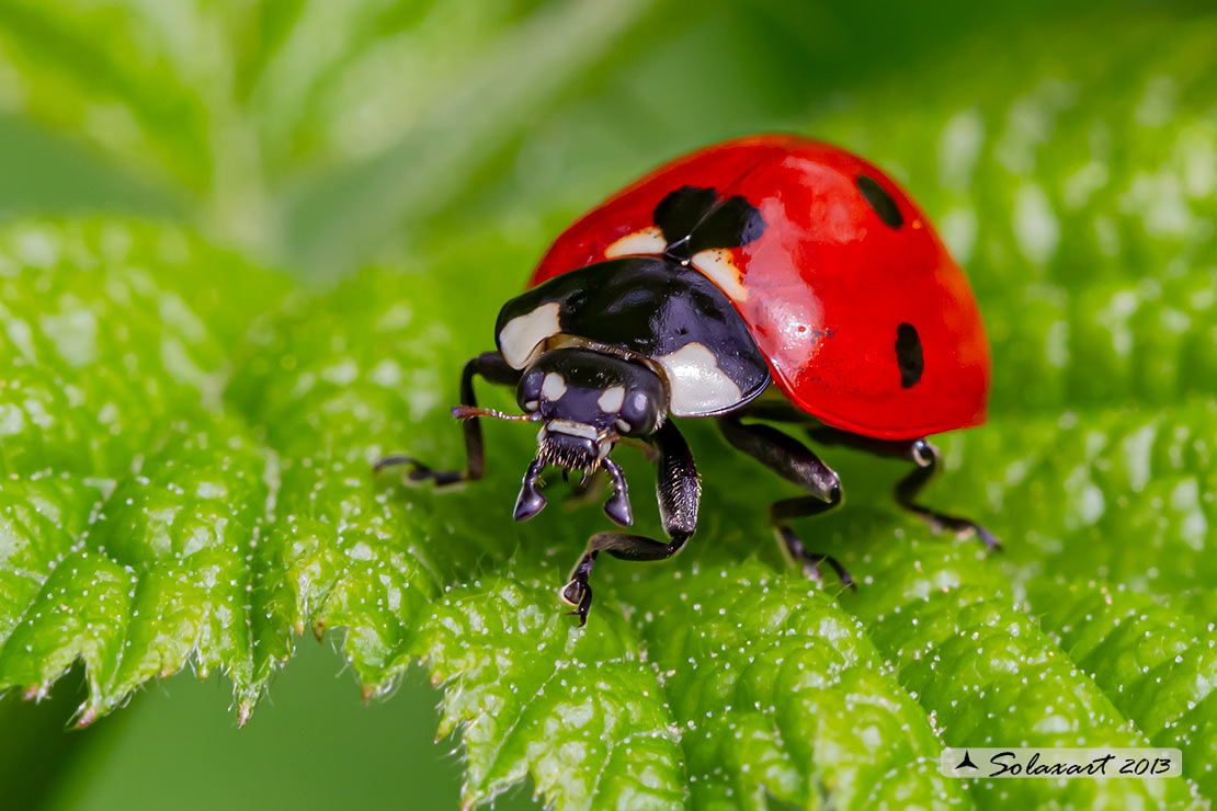 Coccinella septempunctata -  Coccinella  - seven-spot ladybird or ladybug