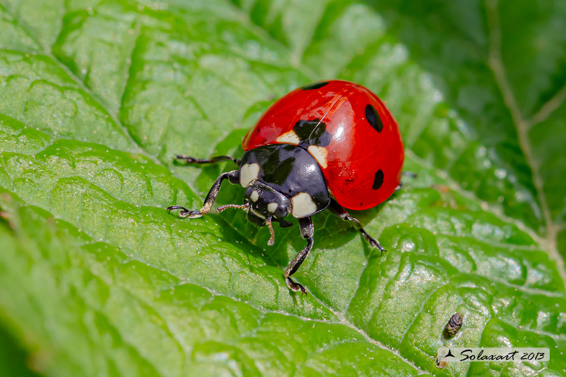 Coccinella septempunctata -  Coccinella  - seven-spot ladybird or ladybug