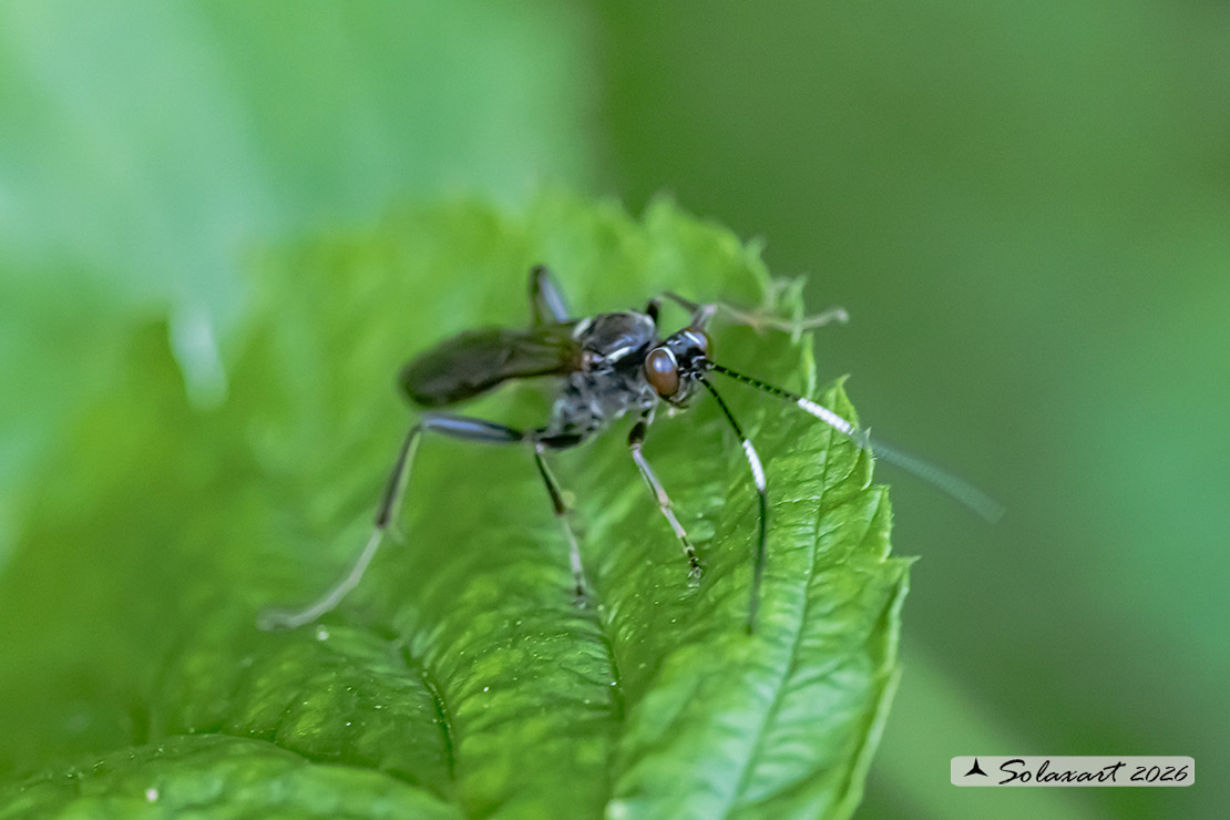 Coelichneumon sp