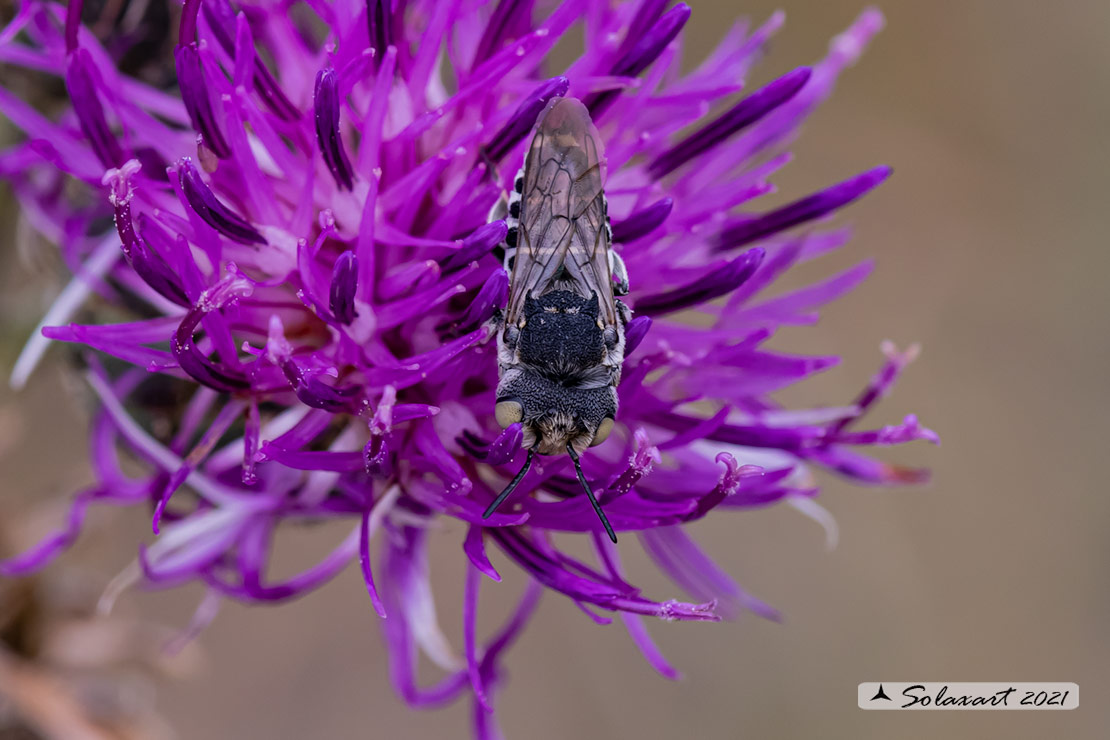 Coelioxys acanthura :   Leaf-cutting cuckoo bees