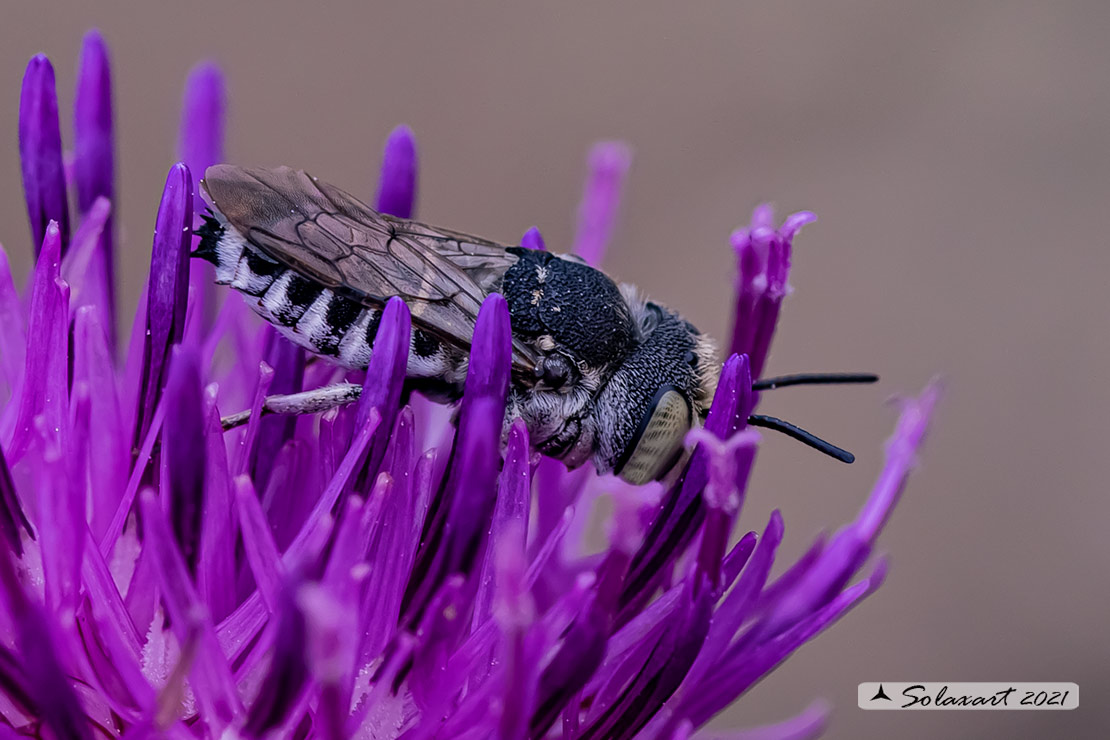 Coelioxys acanthura :   Leaf-cutting cuckoo bees