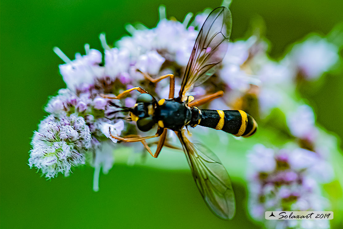 Conops cfr quadrifasciatus 