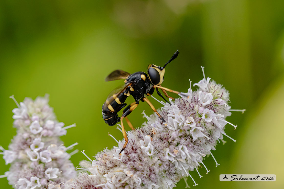 Conops cfr flavipes