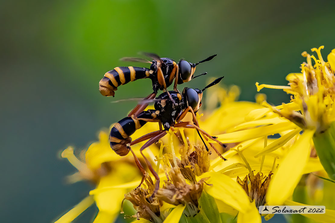 Conops cfr flavipes 