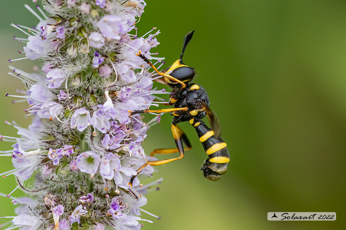 Conops cfr flavipes 