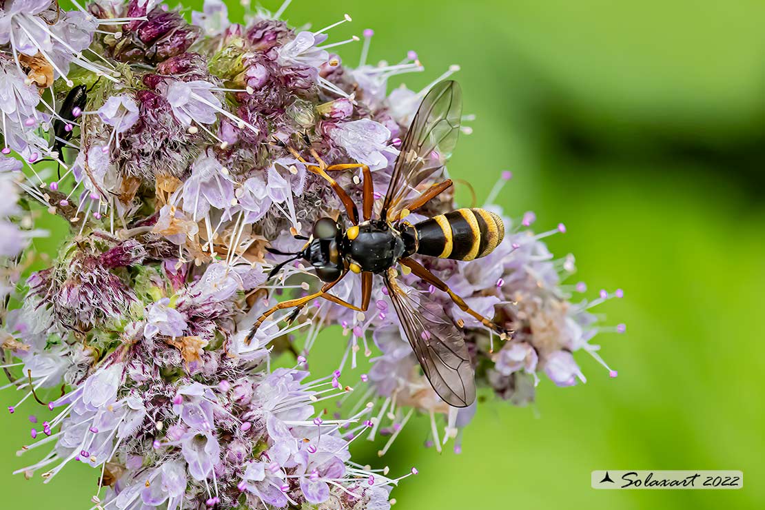 Conops cfr flavipes 