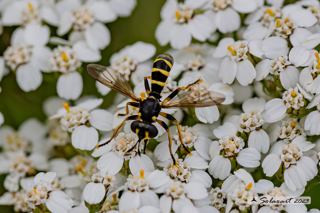 Conops quadrifasciatus 