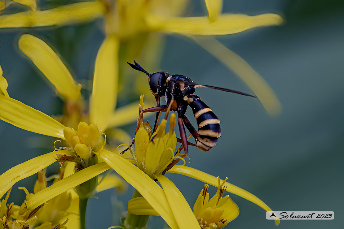 Conops quadrifasciatus 