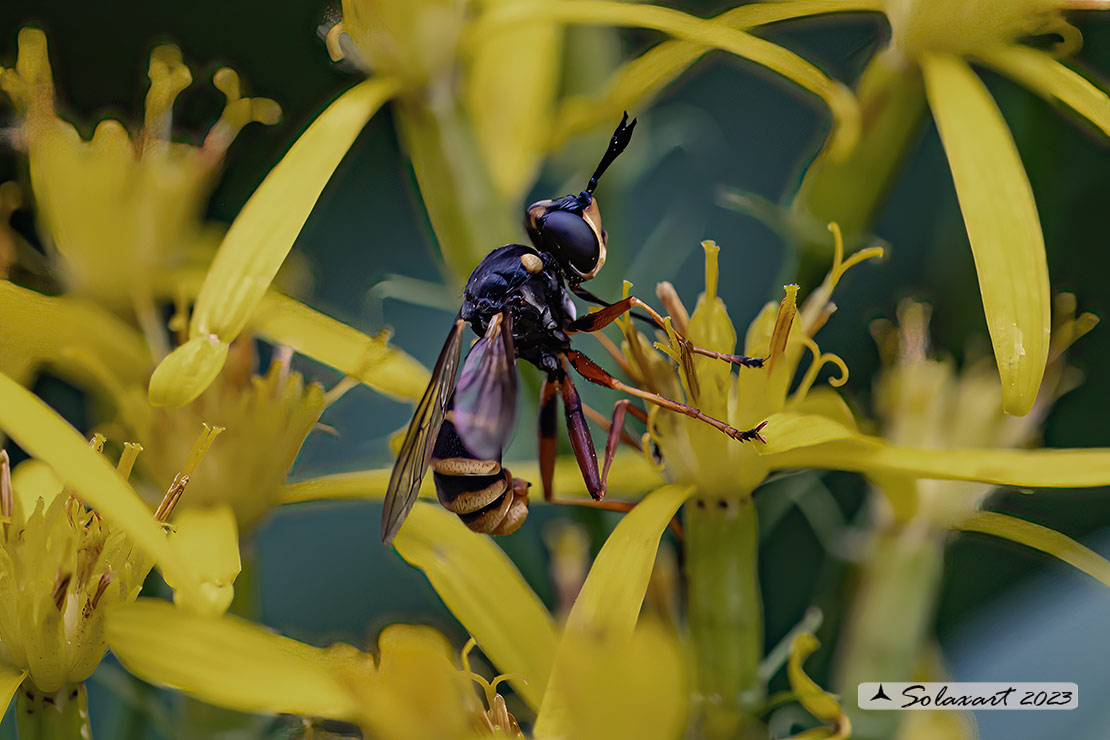 Conops quadrifasciatus 