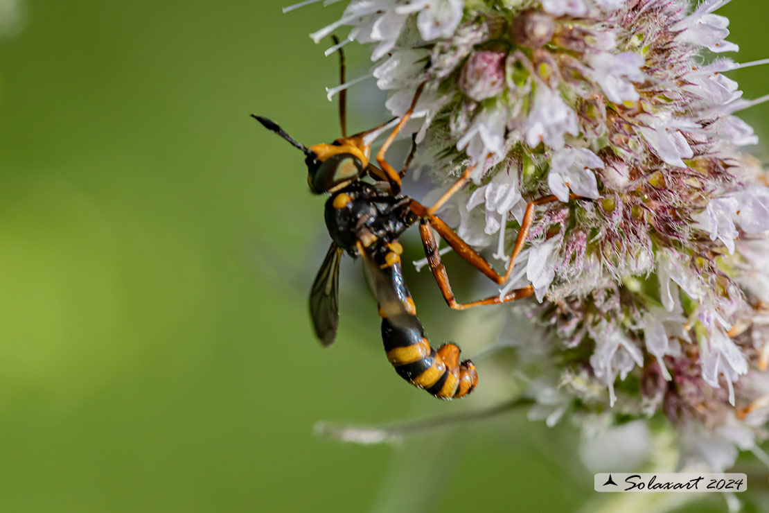 Conops quadrifasciatus 